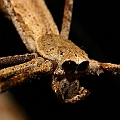 Net-casting Spider (Deinopis Sp.) メダマグモ in Centenary Lakes<br />Canon KDX (400D) + EFS60 F2.8 + SPEEDLITE 380EX